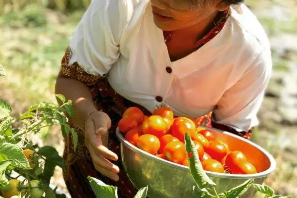 Staff harvests tomato at our organic farm